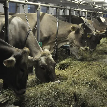 Boeglhof Feriegård Stumm